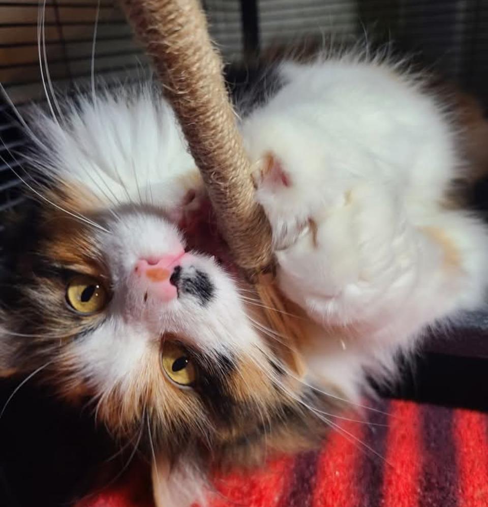 Enlarge Francesca, an adoptable mixed breed in West Lafayette, IN image 3/4