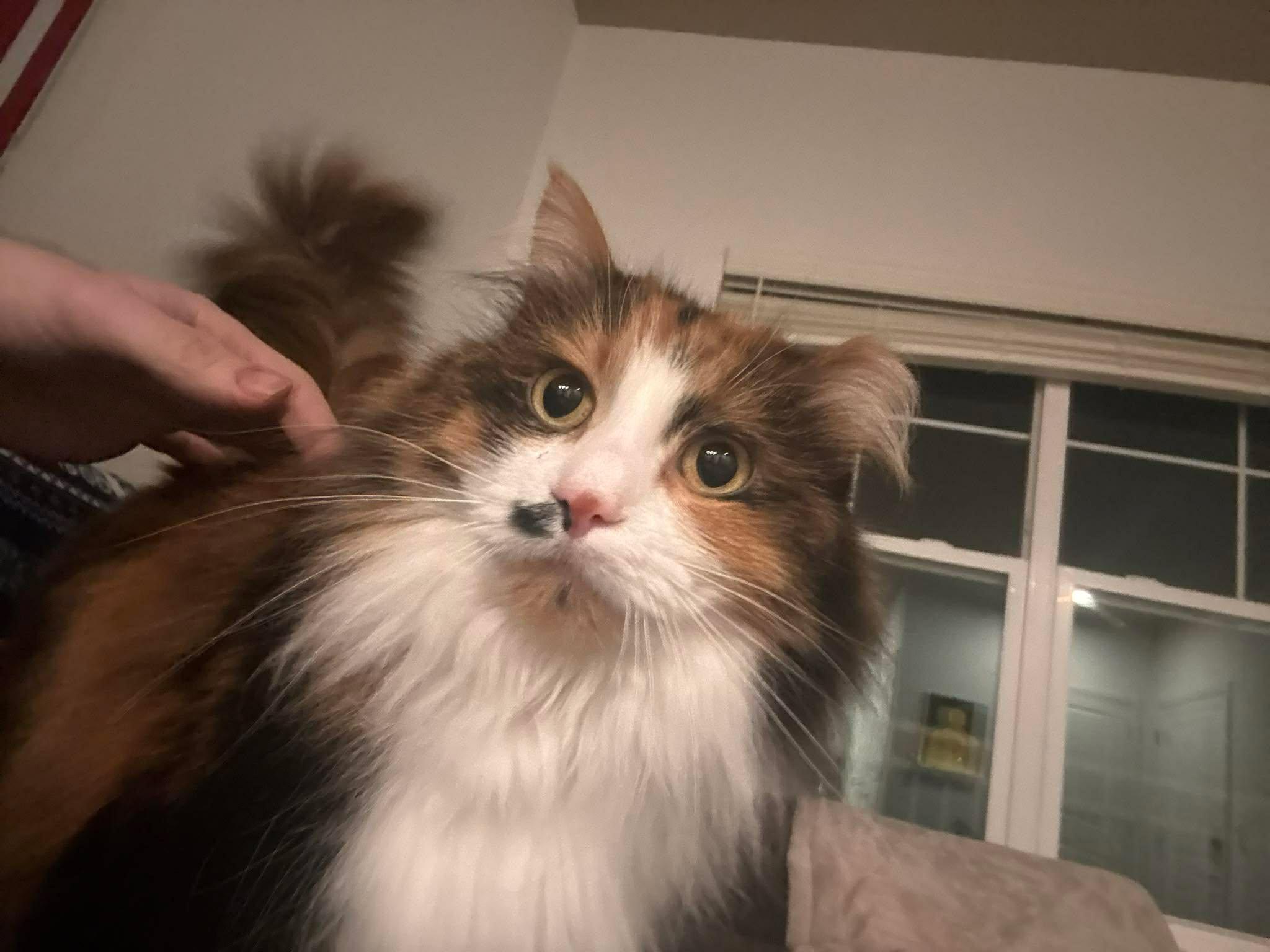 Enlarge Francesca, an adoptable mixed breed in West Lafayette, IN image 3/4