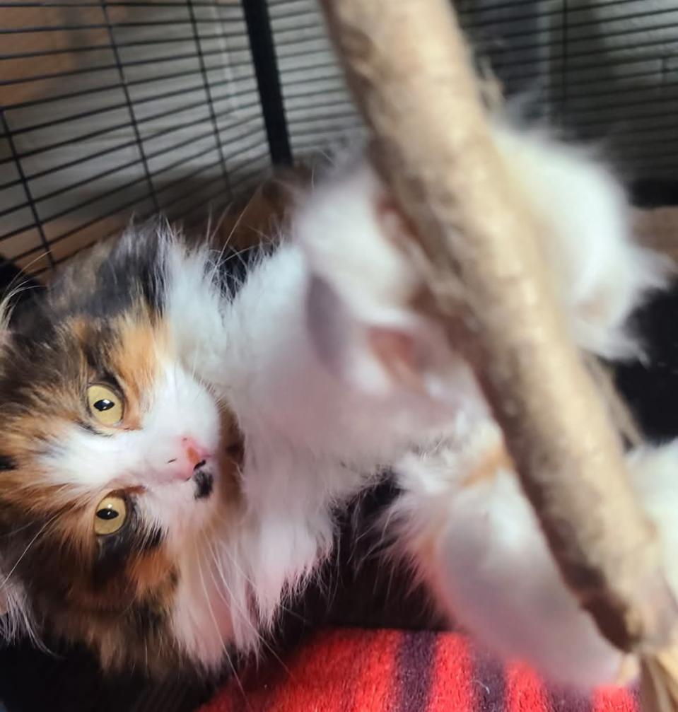 Enlarge Francesca, an adoptable mixed breed in West Lafayette, IN image 4/4