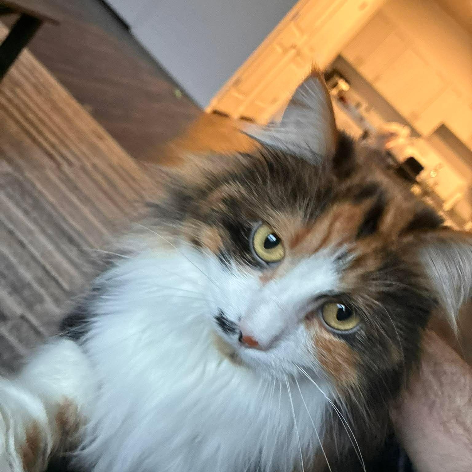 Francesca, adoptable, Adult Female Domestic Long Hair & Calico.