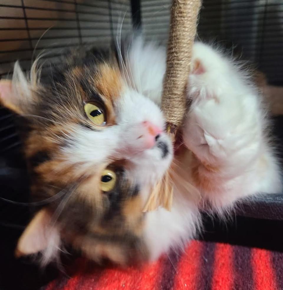 Enlarge Francesca, an adoptable mixed breed in West Lafayette, IN image 1/4