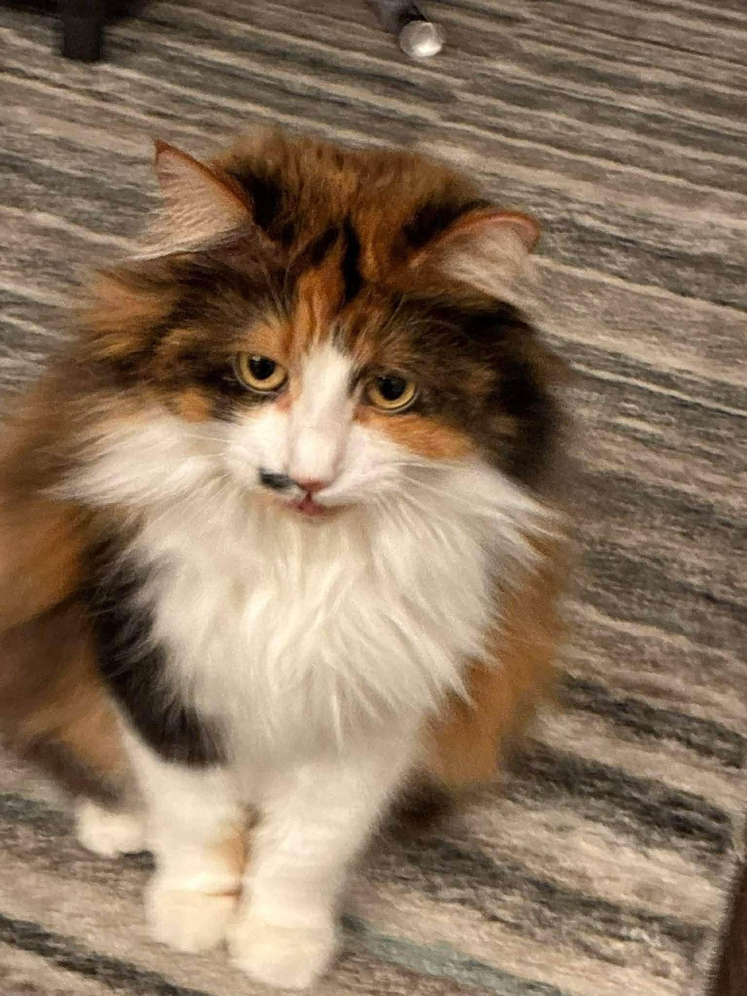 Enlarge Francesca, an adoptable mixed breed in West Lafayette, IN image 2/4