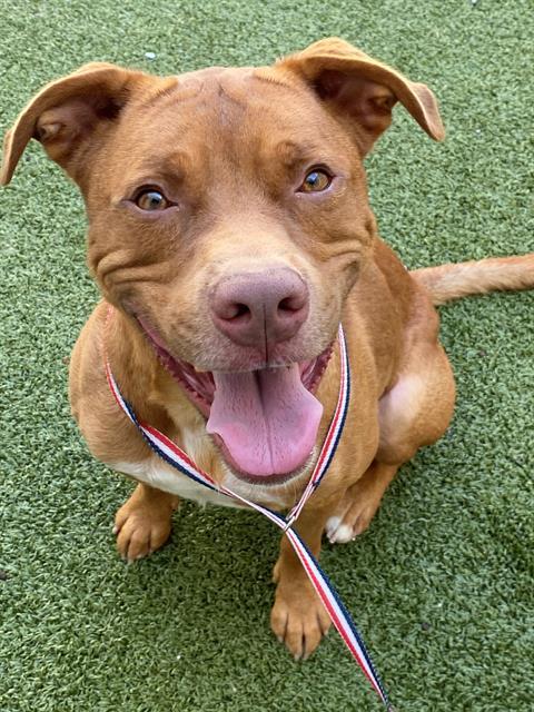 HARVEY, Adoptable, Young Male Labrador Retriever & Mixed Breed.