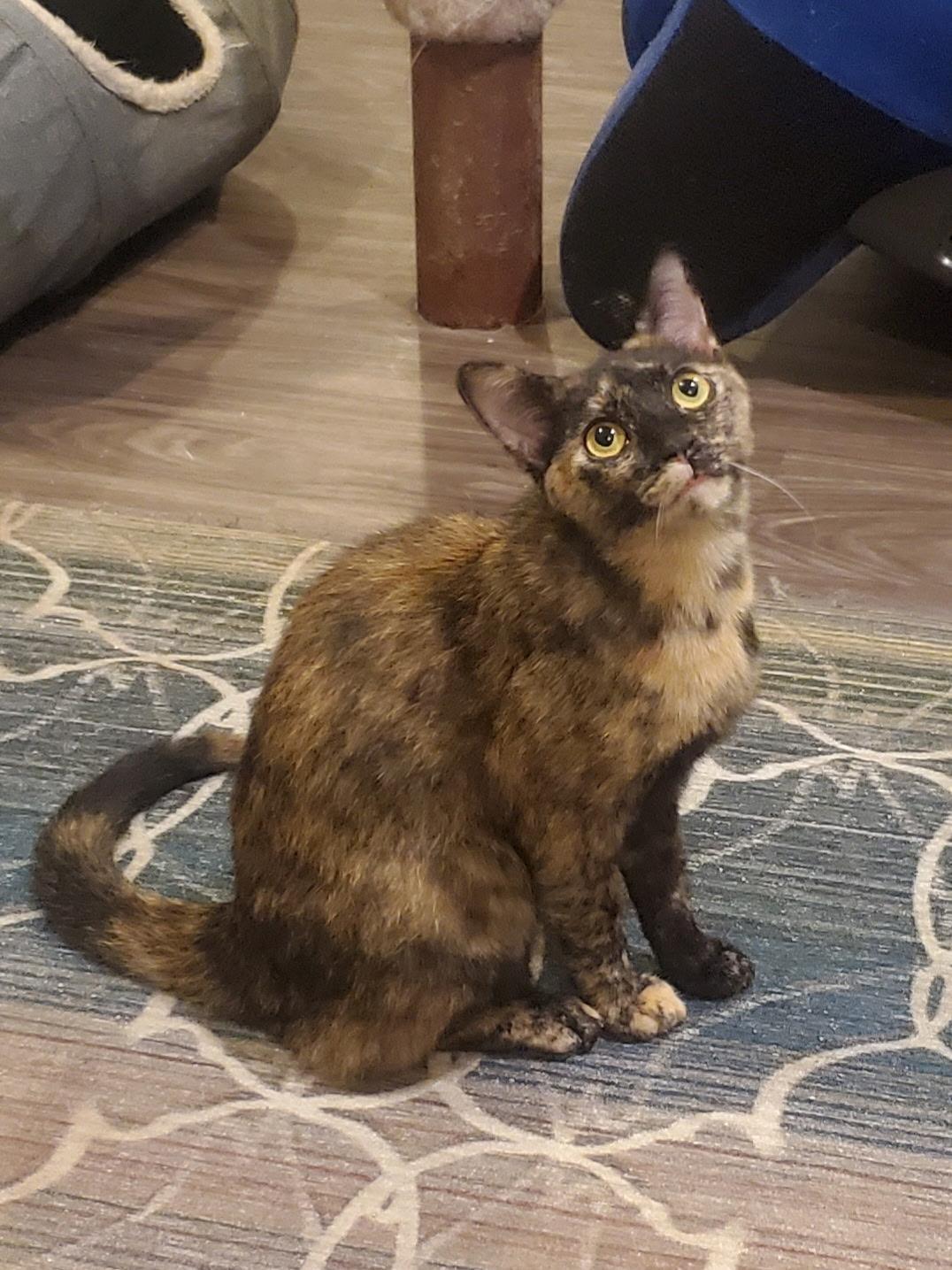 Anastasia (Bev-fostered in New England), Young Female unknown
