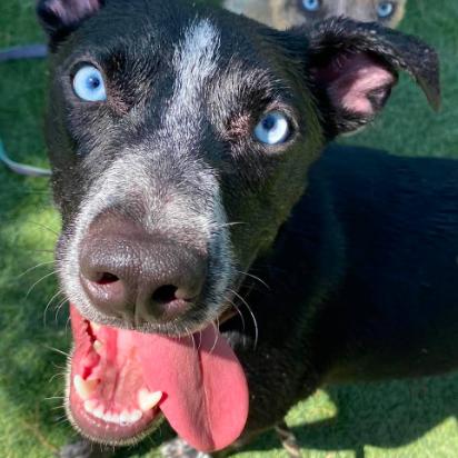 Stark, Adoptable, Young Male Australian Cattle Dog / Blue Heeler & Mixed Breed.