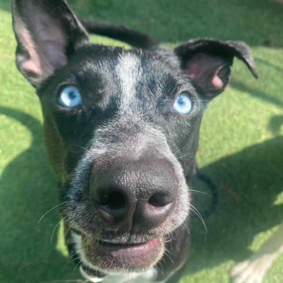 Stark, a Adoptable mixed breed in Fort Collins, CO image 2/5