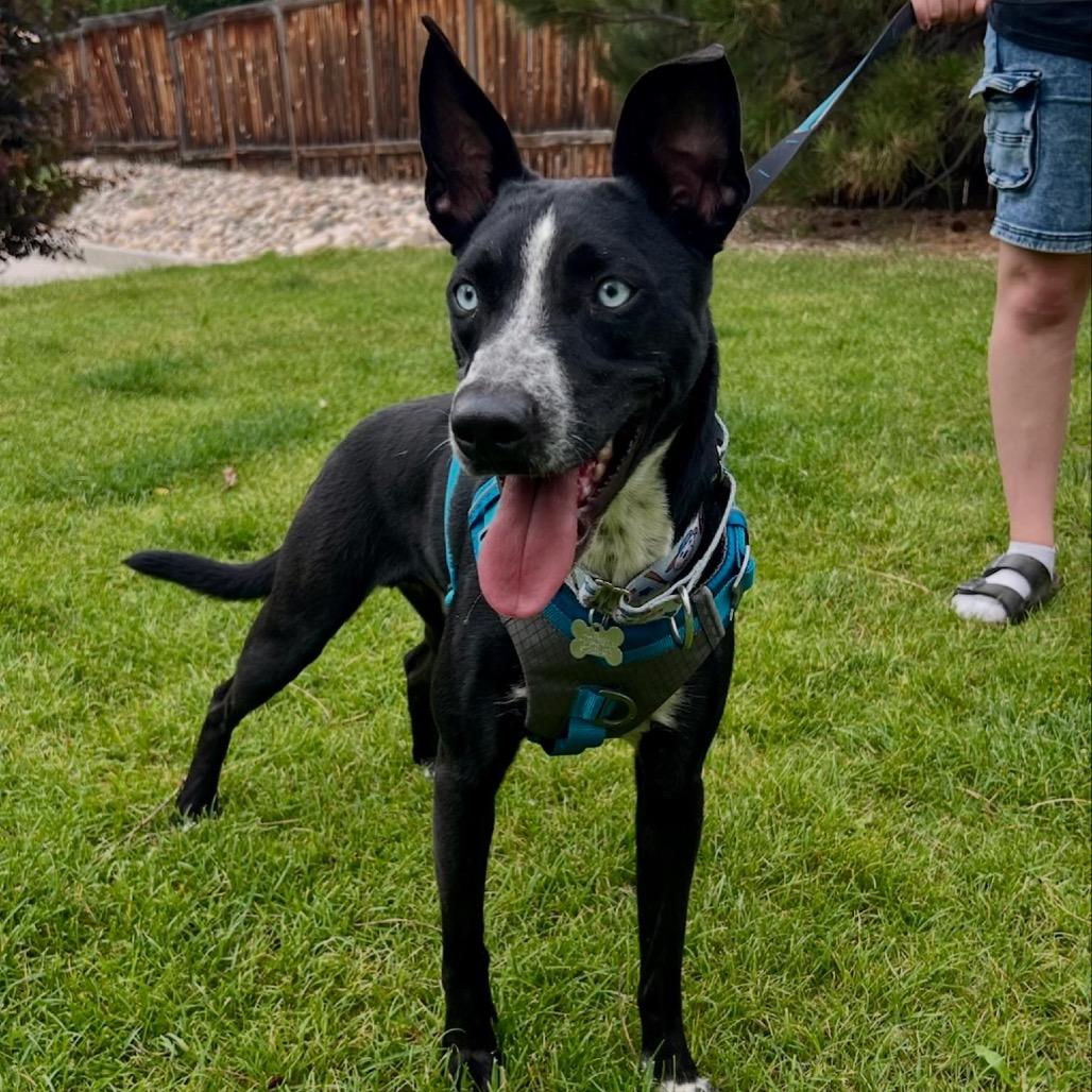 Stark, a Adoptable mixed breed in Fort Collins, CO image 3/5