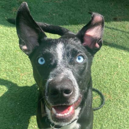 Stark, a Adoptable mixed breed in Fort Collins, CO image 4/5