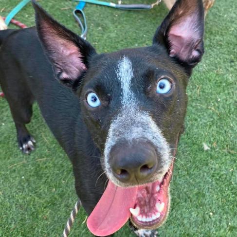 Stark, a Adoptable mixed breed in Fort Collins, CO image 5/5