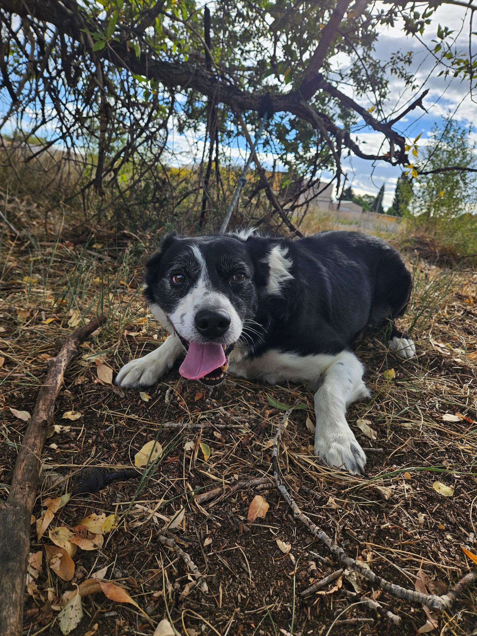 Enlarge Peanut, a Adoptable Border Collie in Monte Vista, CO image 1/2