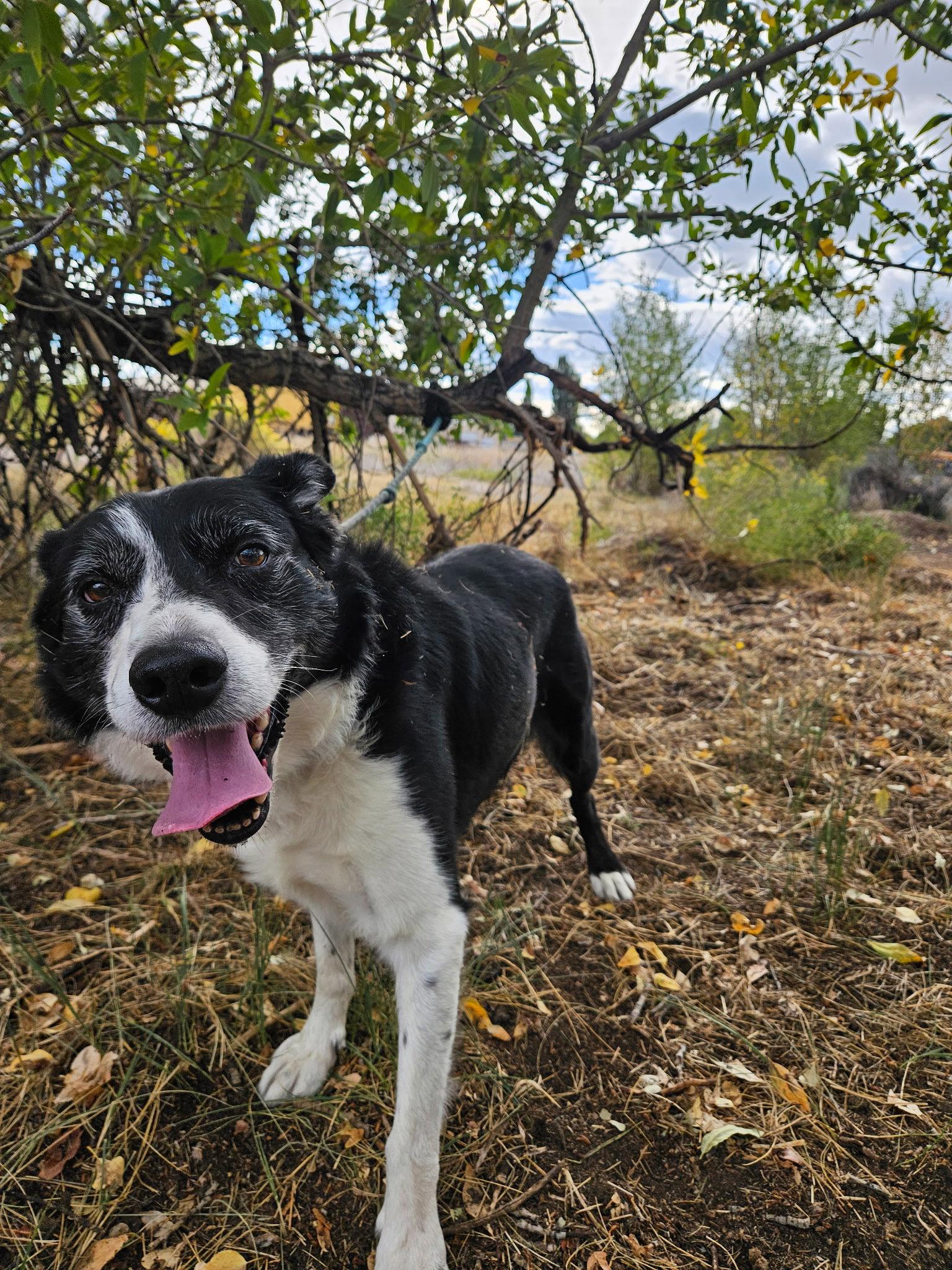 Enlarge Peanut, a Adoptable Border Collie in Monte Vista, CO image 2/2