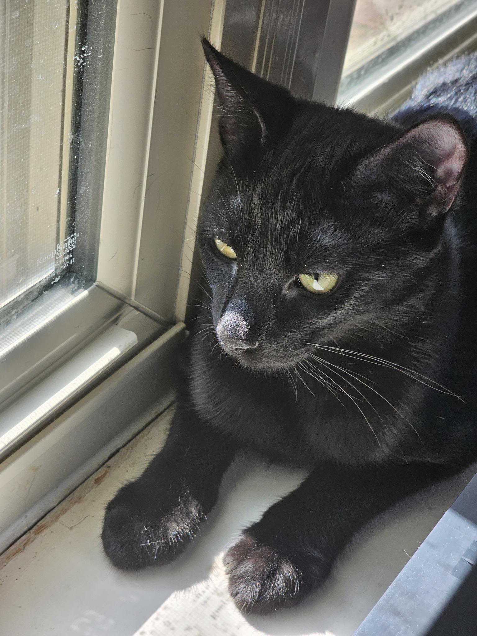 Enlarge Shadow, a Adoptable Domestic Short Hair in Frisco, TX image 1/3