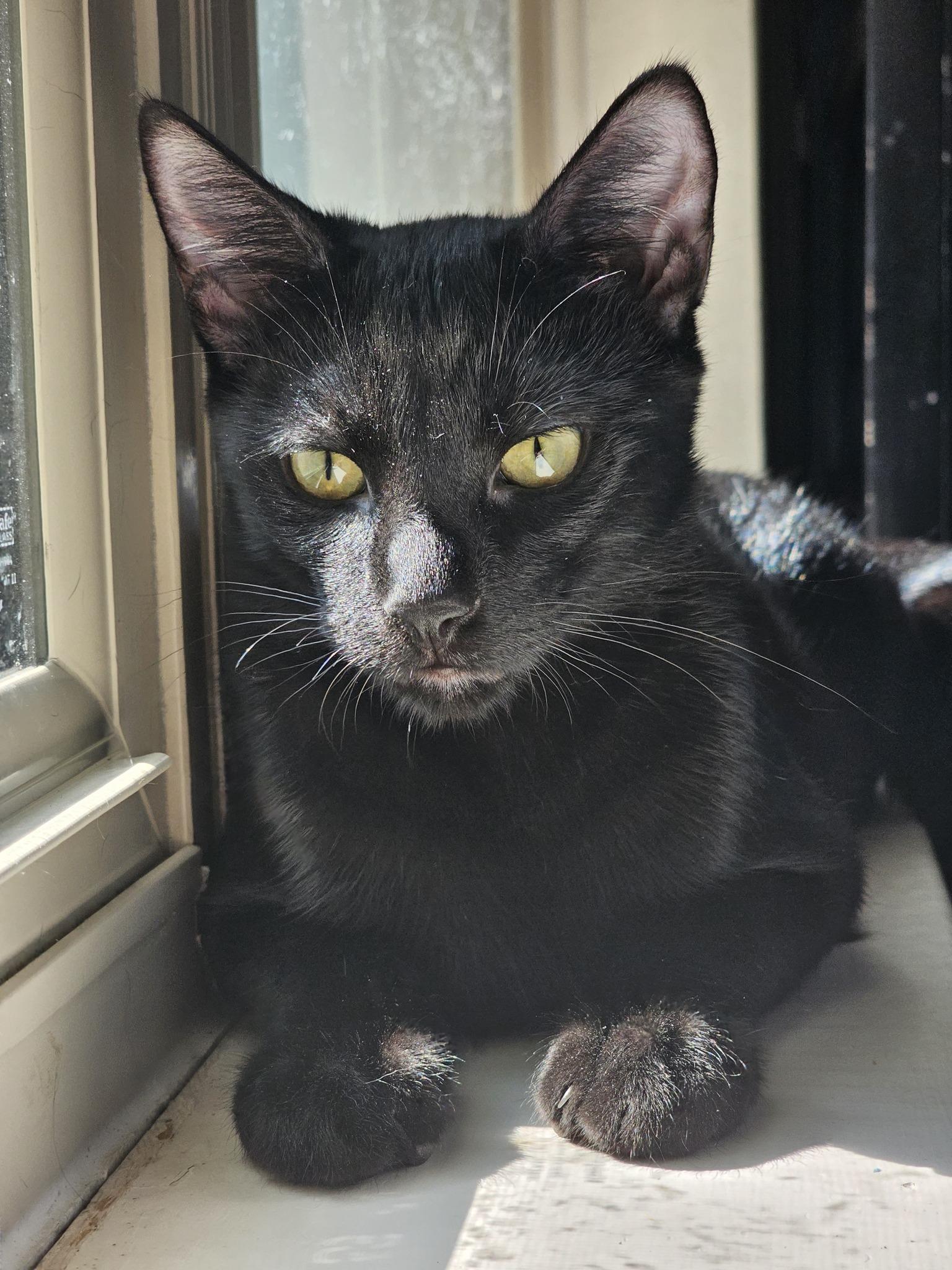 Enlarge Shadow, a Adoptable Domestic Short Hair in Frisco, TX image 2/3