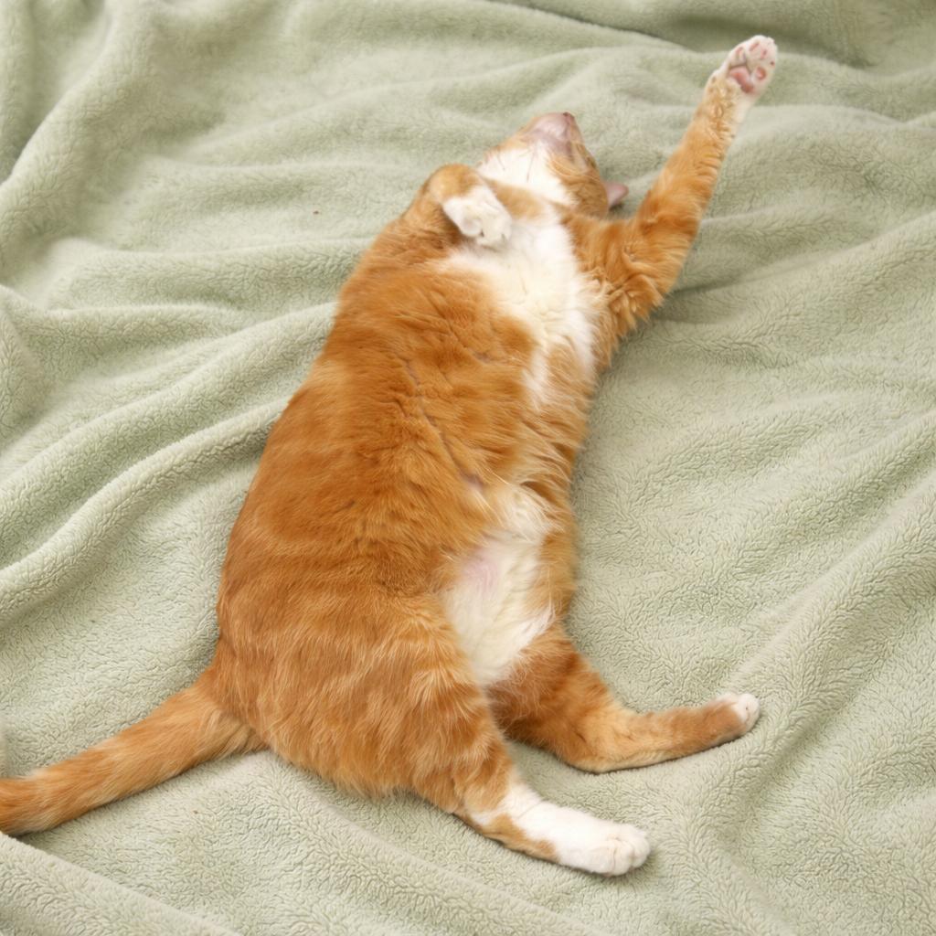 Enlarge Oliver, a ADOPTABLE Domestic Short Hair in Long Beach, WA image 2/3