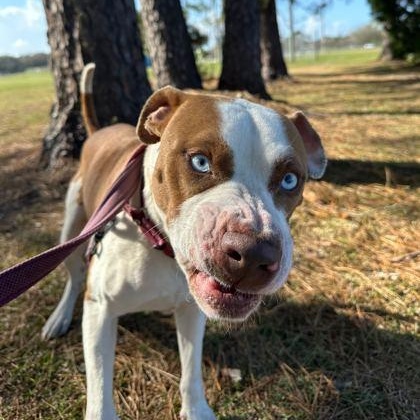 Enlarge ROSS, a ADOPTABLE Mixed Breed in Fernandina Beach, FL image 3/3