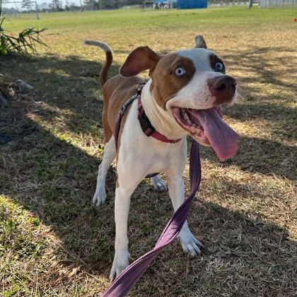 Enlarge ROSS, a ADOPTABLE Mixed Breed in Fernandina Beach, FL image 2/3