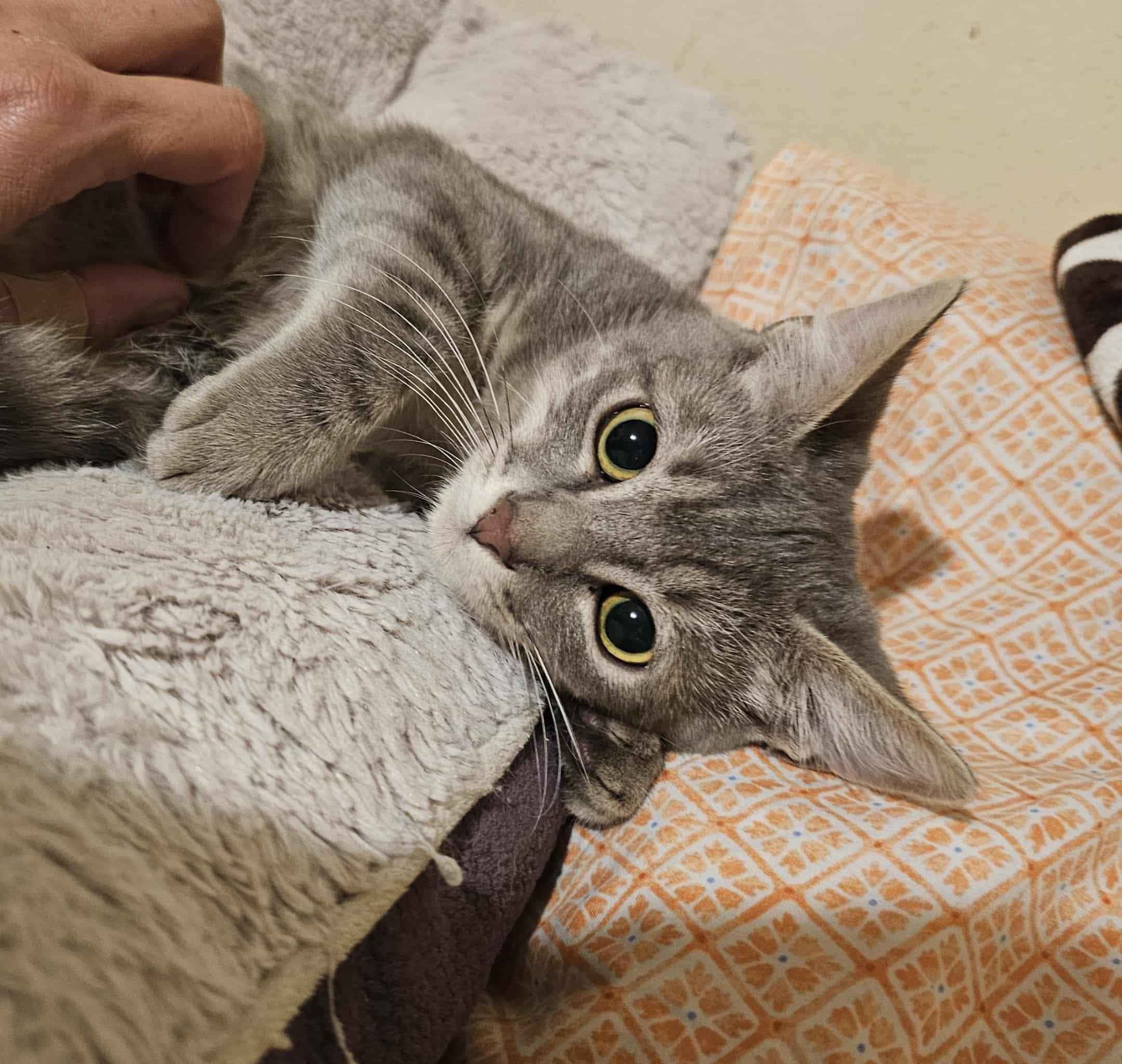 Enlarge Salt, a Adoptable Domestic Short Hair in Eugene, OR image 1/1