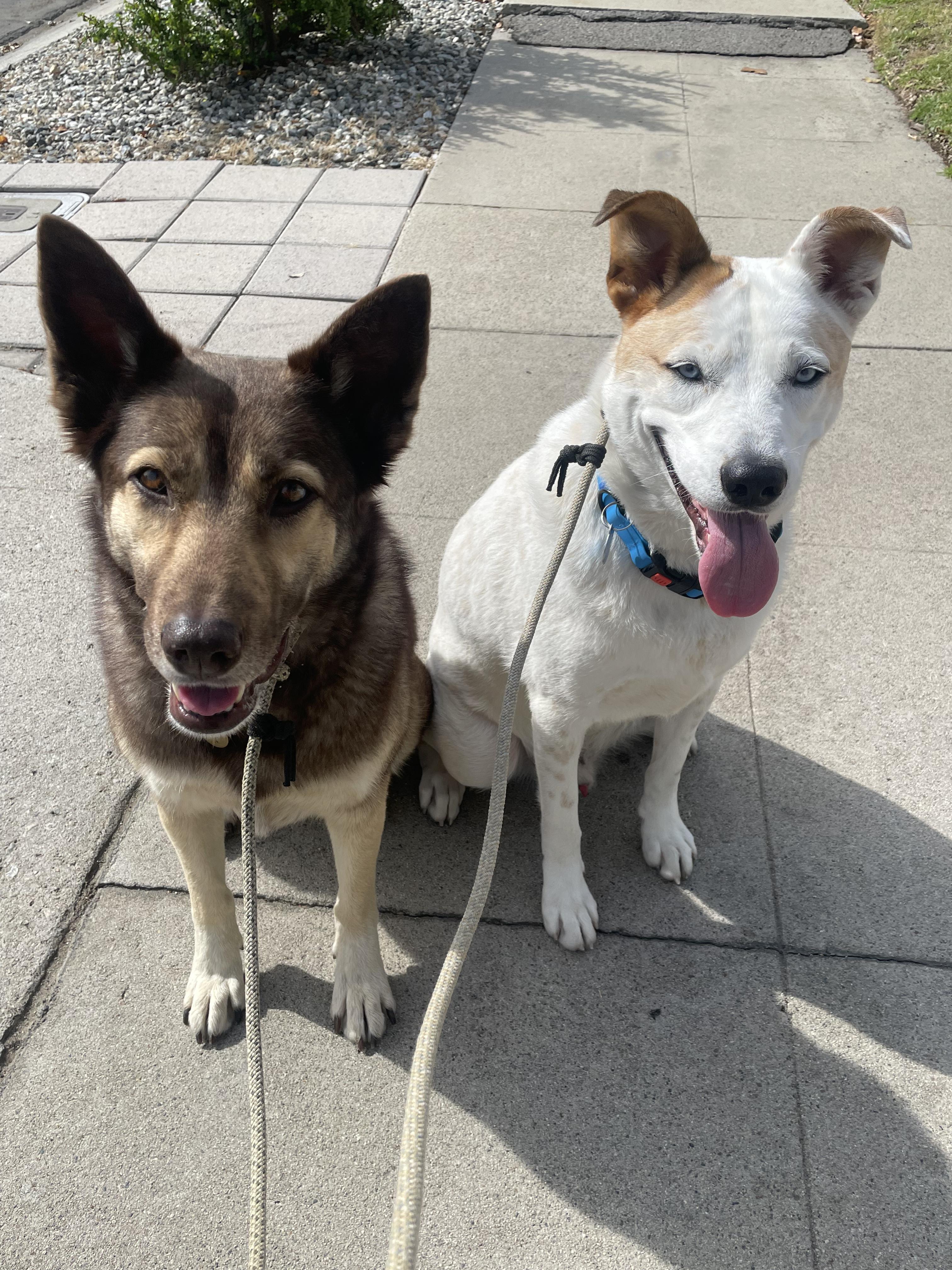 Sky, a ADOPTABLE mixed breed in Burbank, CA image 3/6