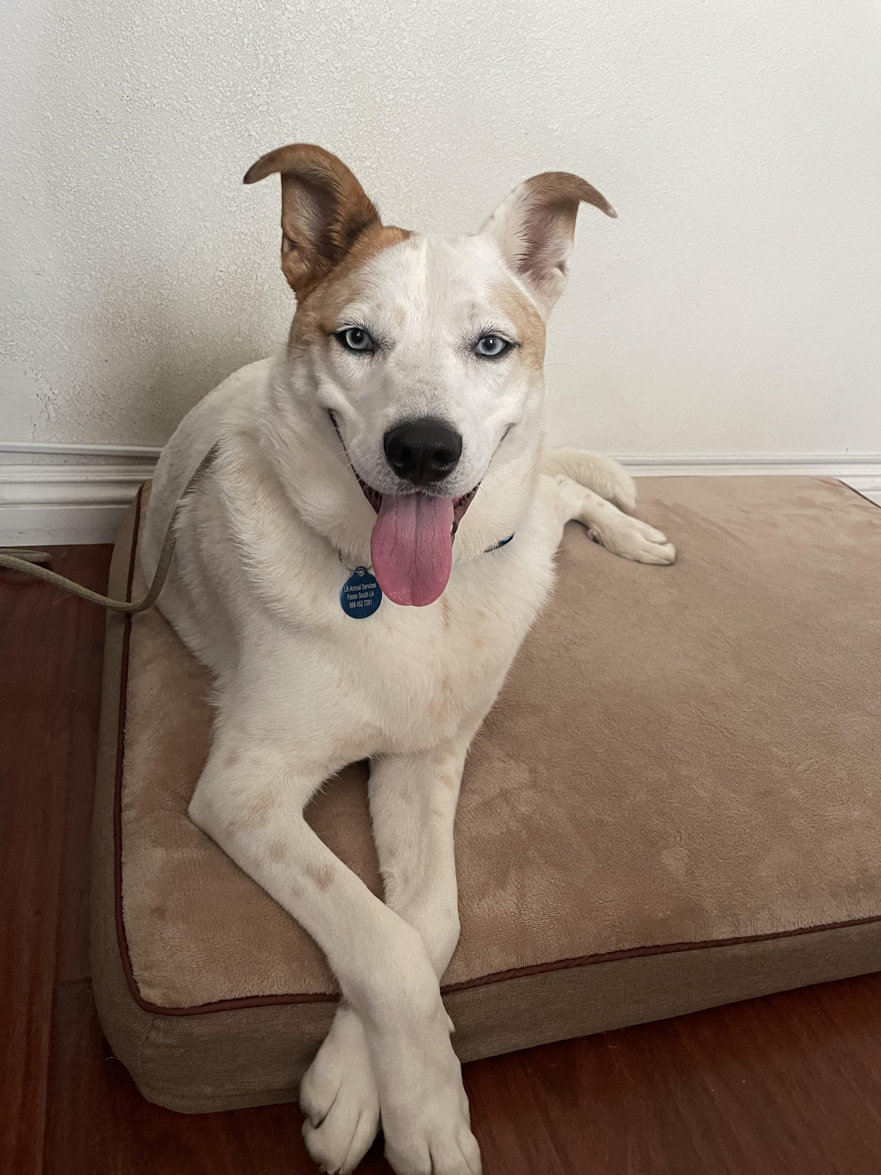 Sky, a ADOPTABLE mixed breed in Burbank, CA image 2/6