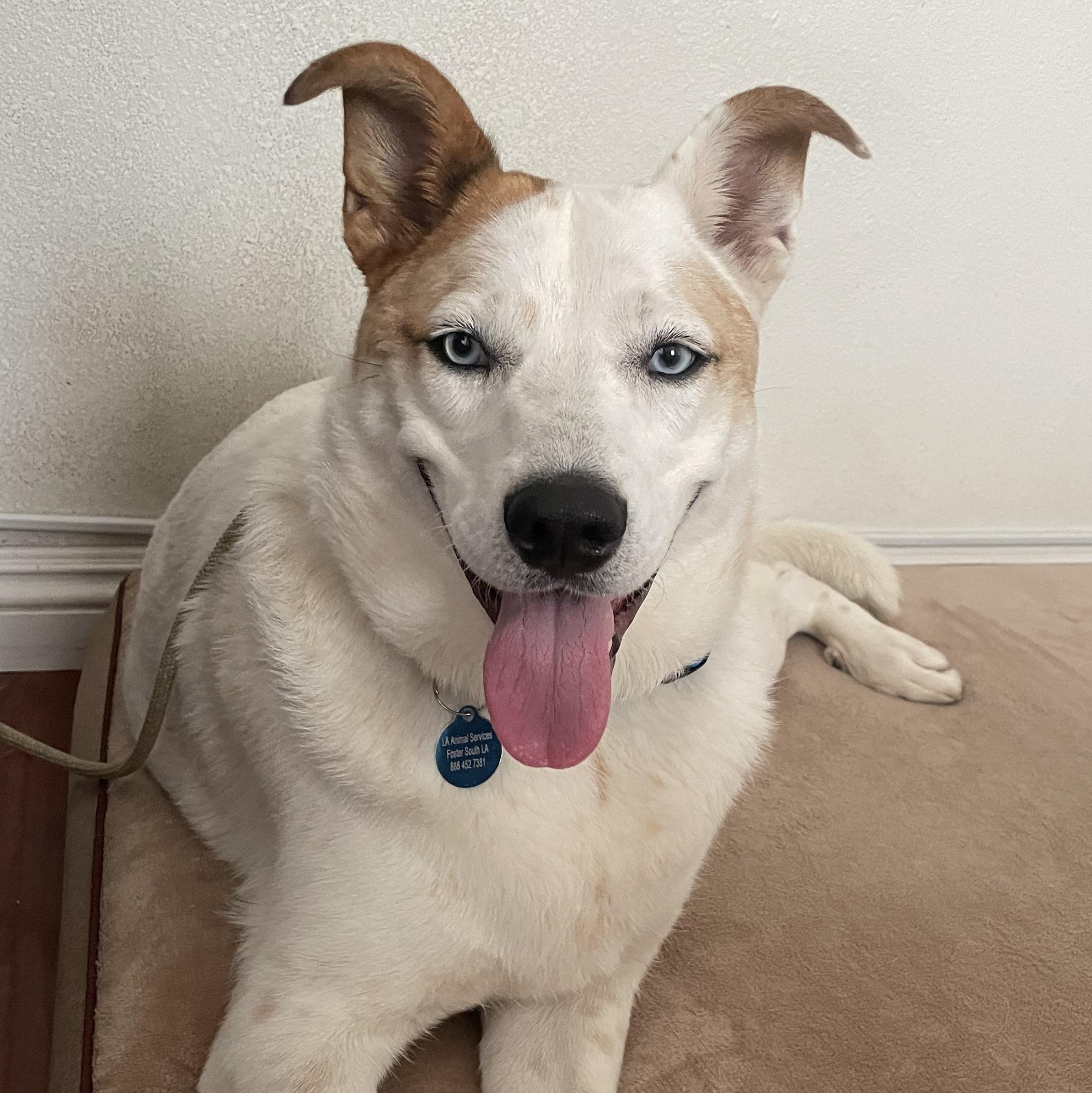 Sky, a ADOPTABLE mixed breed in Burbank, CA image 4/6
