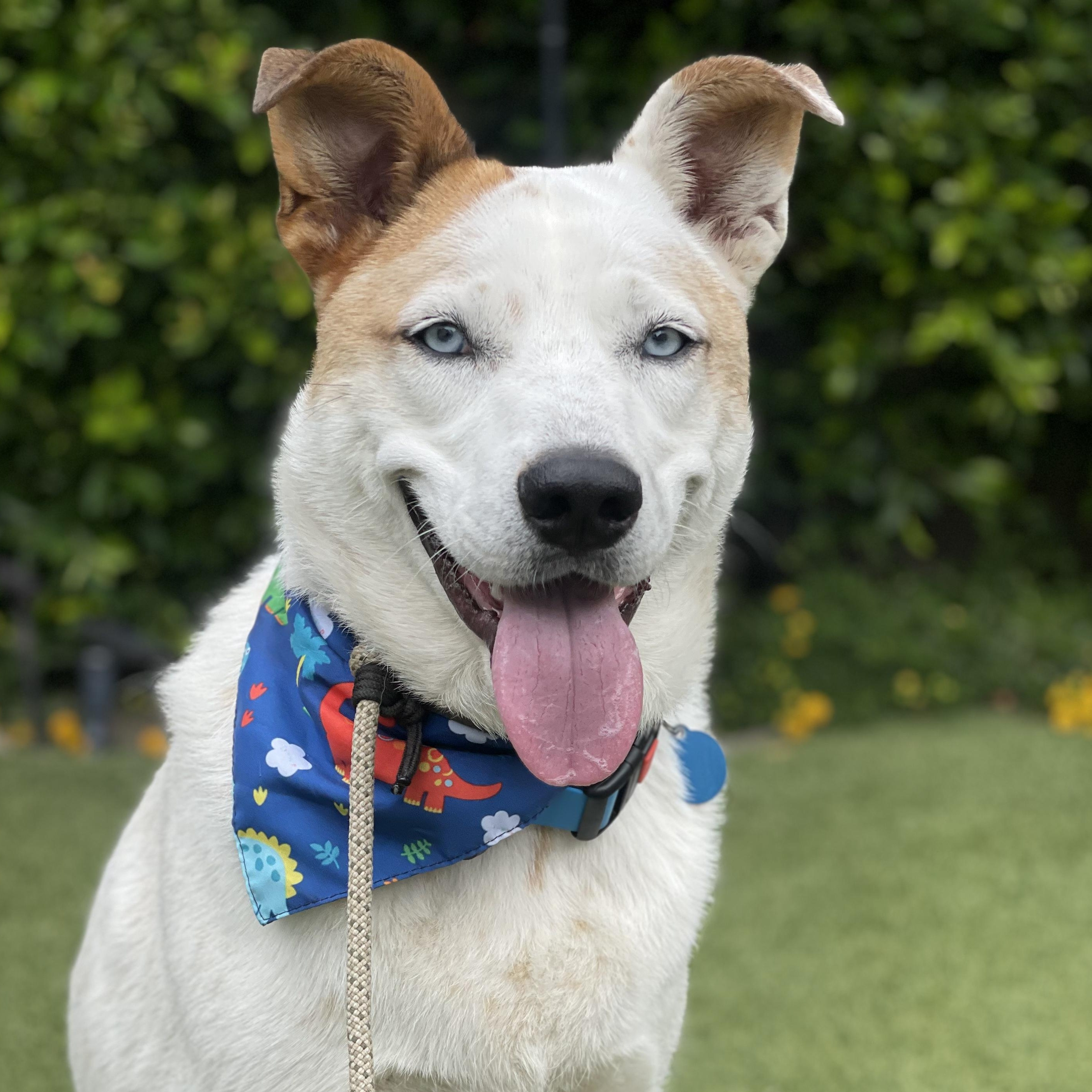 Sky, ADOPTABLE, Adult Male Husky & Australian Shepherd.