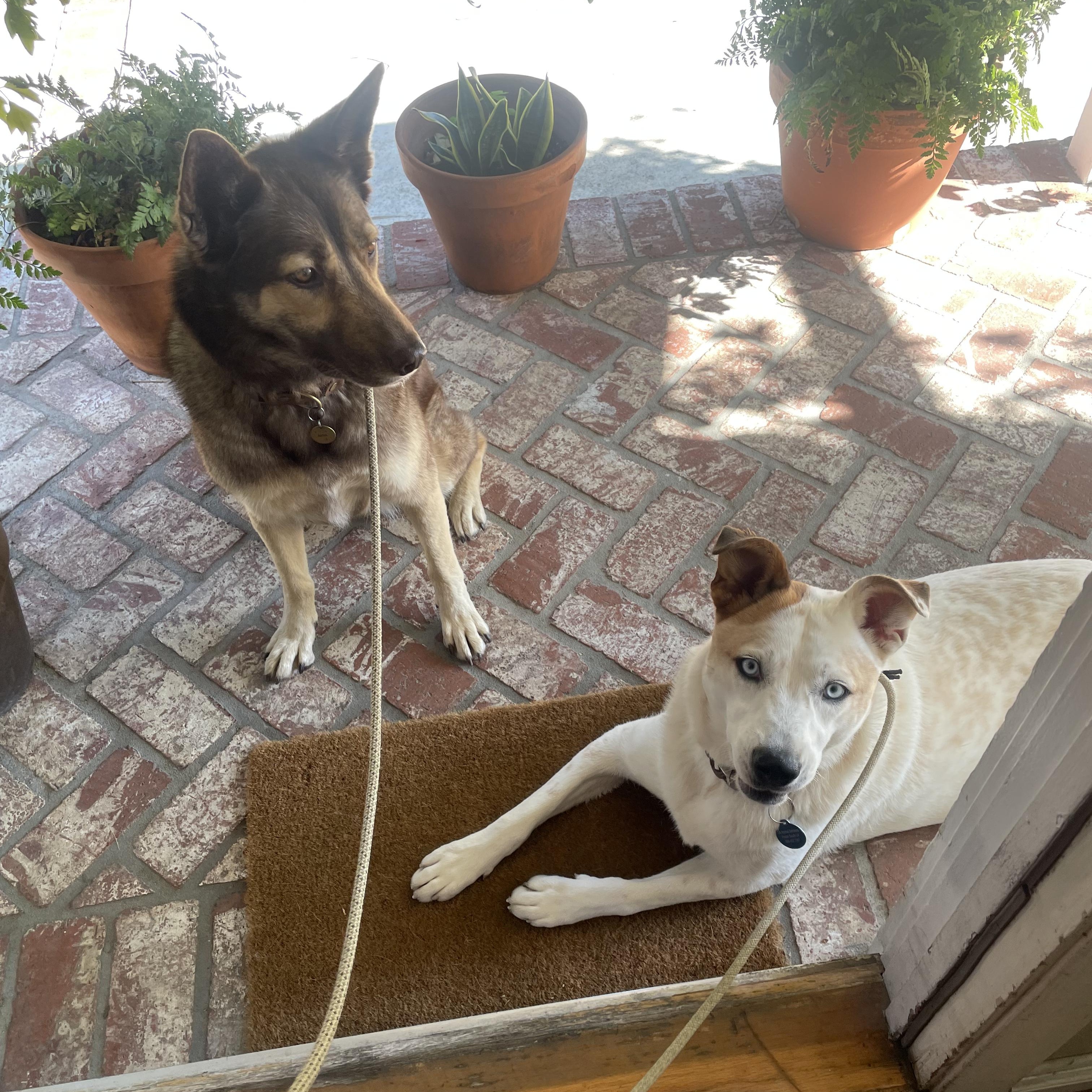 Sky, a ADOPTABLE mixed breed in Burbank, CA image 5/6