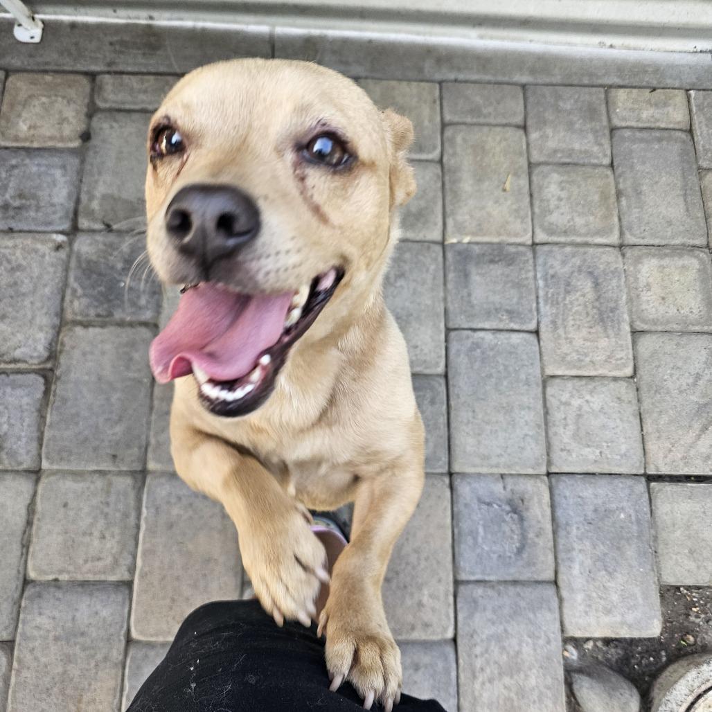 Enlarge Mojito, a Adoptable mixed breed in Chico, CA image 1/6