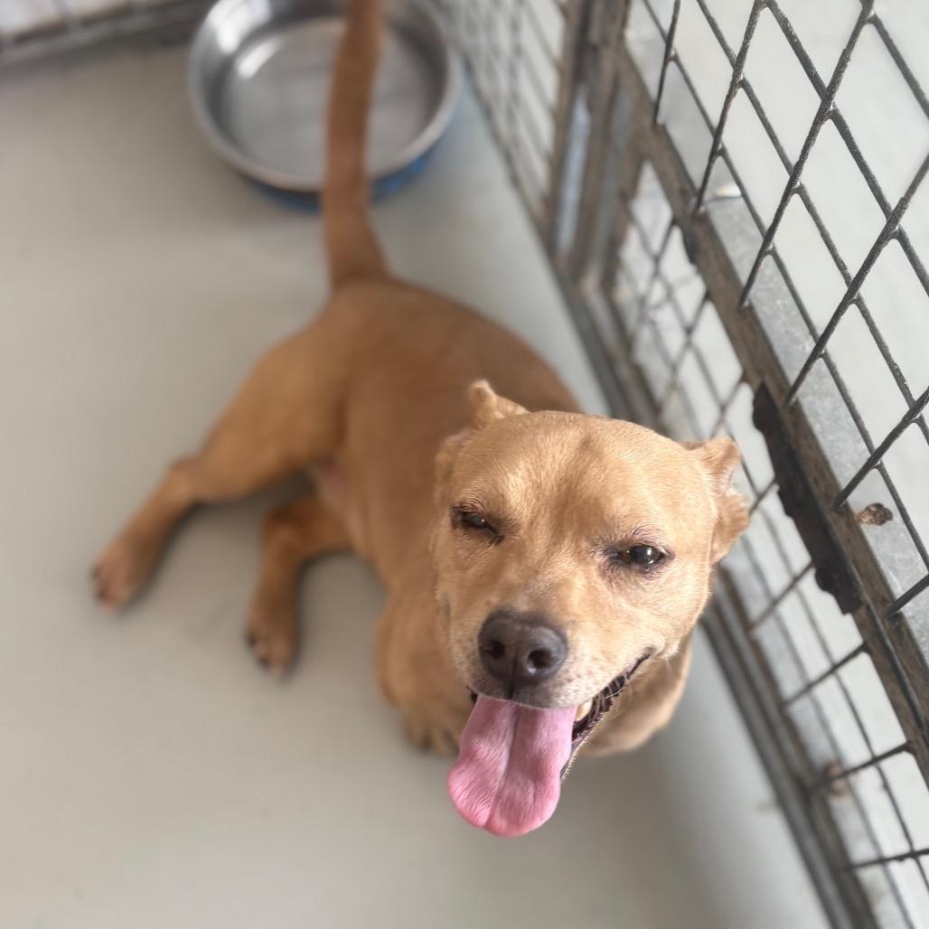 Enlarge Mojito, a Adoptable mixed breed in Chico, CA image 2/6
