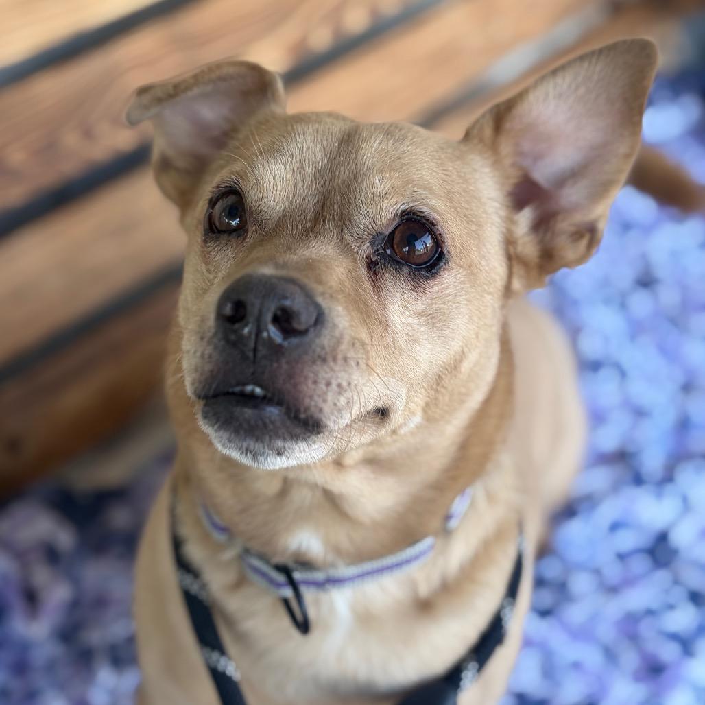 Enlarge Mojito, a Adoptable mixed breed in Chico, CA image 3/6