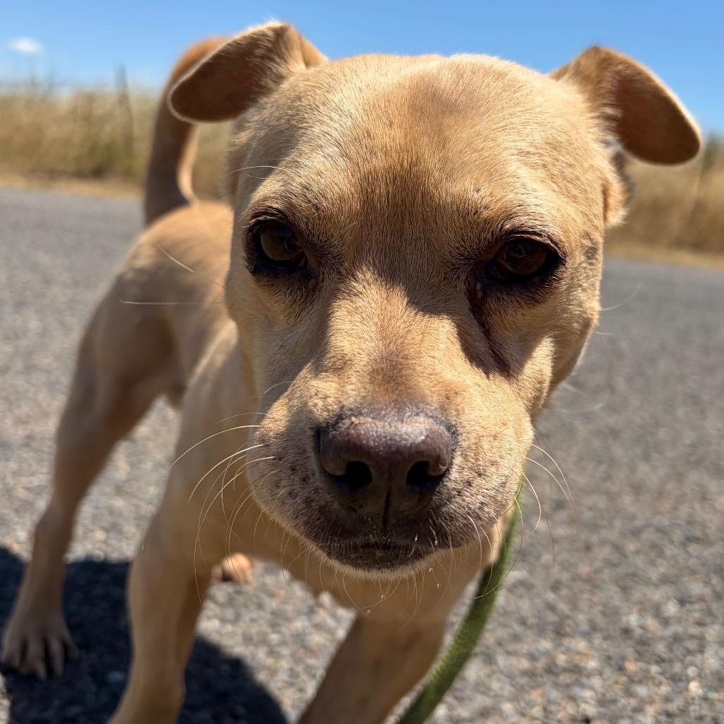 Enlarge Mojito, a Adoptable mixed breed in Chico, CA image 4/6