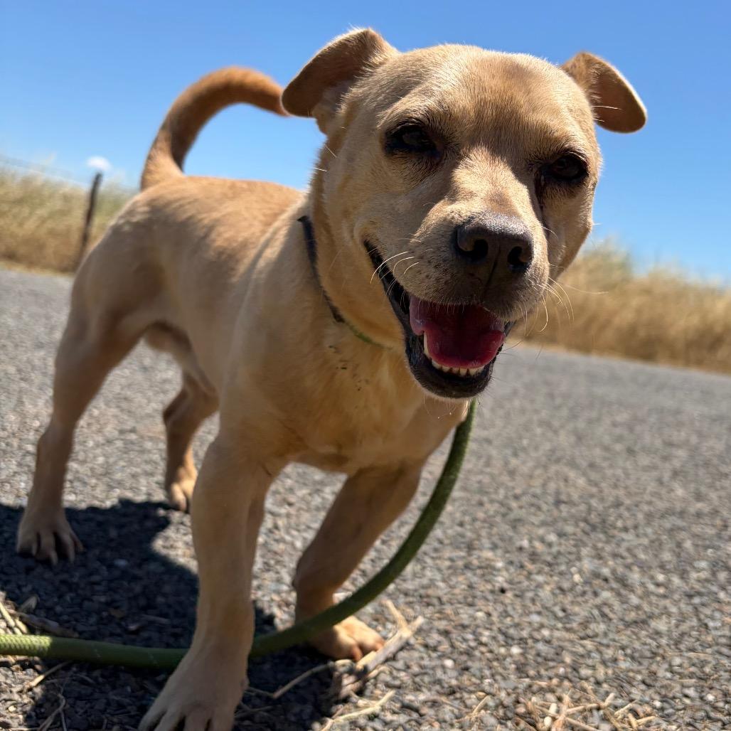 Enlarge Mojito, a Adoptable mixed breed in Chico, CA image 5/6