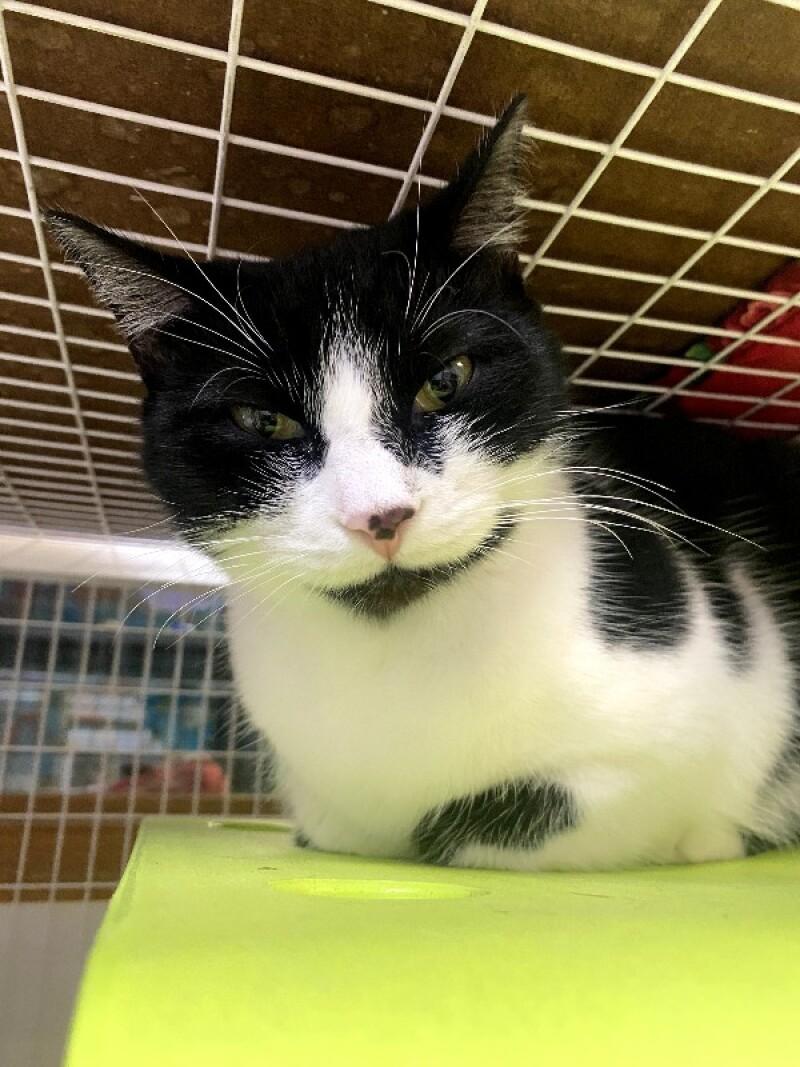 Enlarge Kevin, a Adoptable Domestic Short Hair in Cortland, NY image 1/5