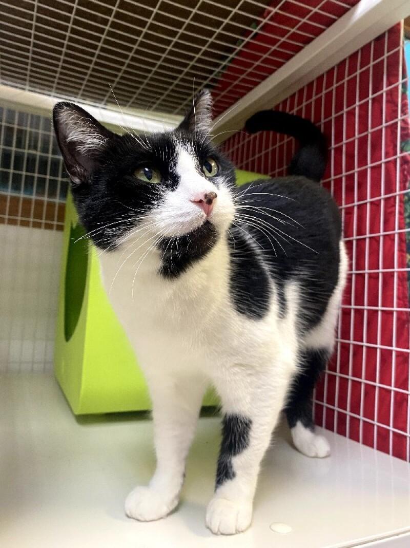 Enlarge Kevin, a Adoptable Domestic Short Hair in Cortland, NY image 2/5