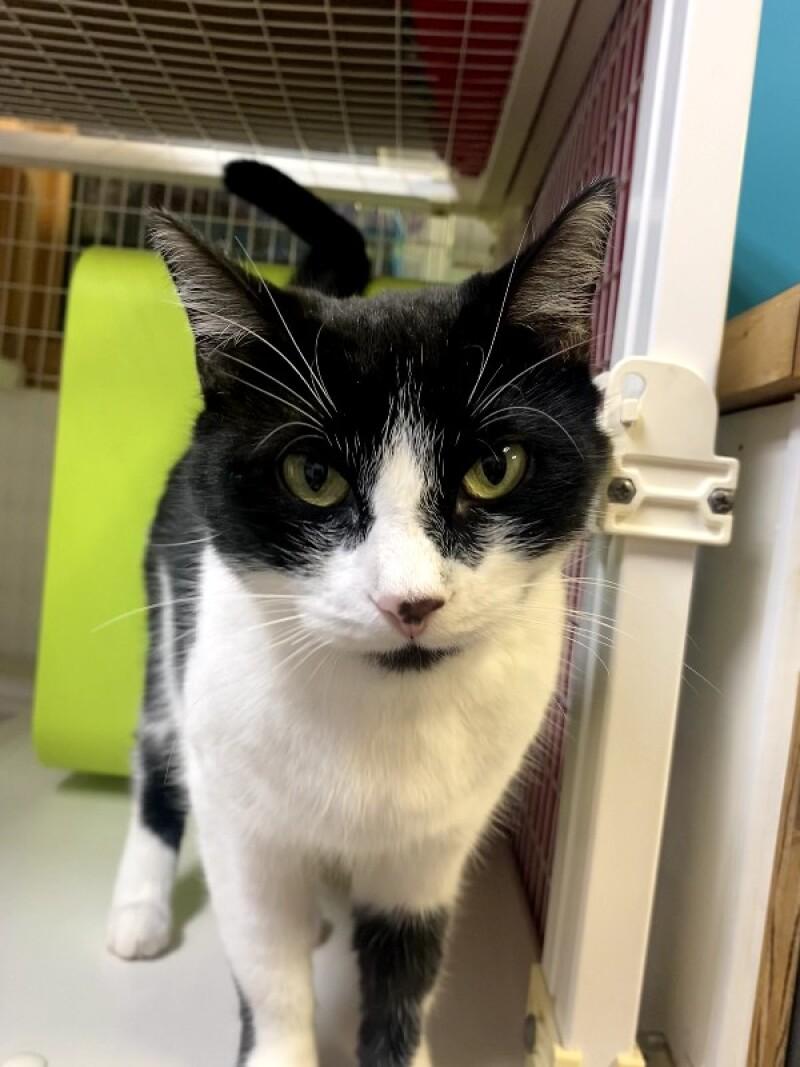 Kevin, a Adoptable Domestic Short Hair in Cortland, NY image 2/5