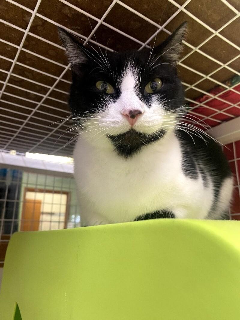 Enlarge Kevin, a Adoptable Domestic Short Hair in Cortland, NY image 3/5