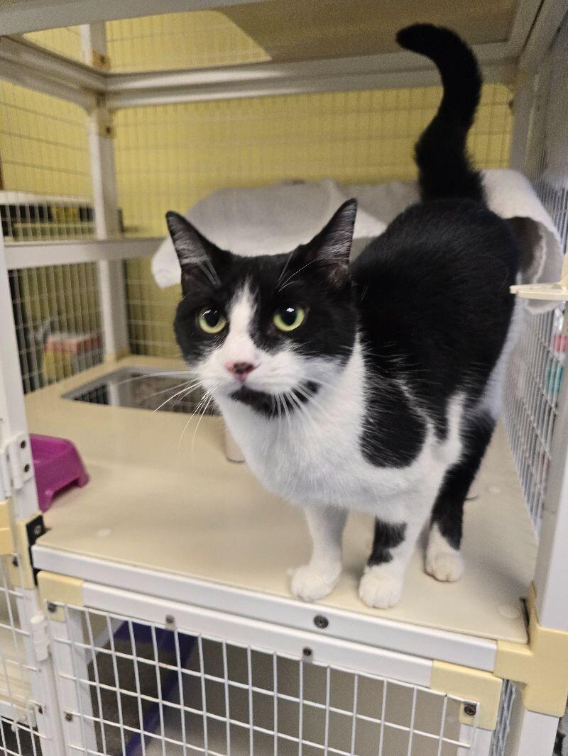 Kevin, a Adoptable Domestic Short Hair in Cortland, NY image 3/5