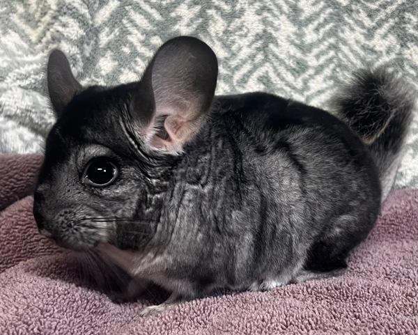 Brisby, Adoptable, Young Male Chinchilla.