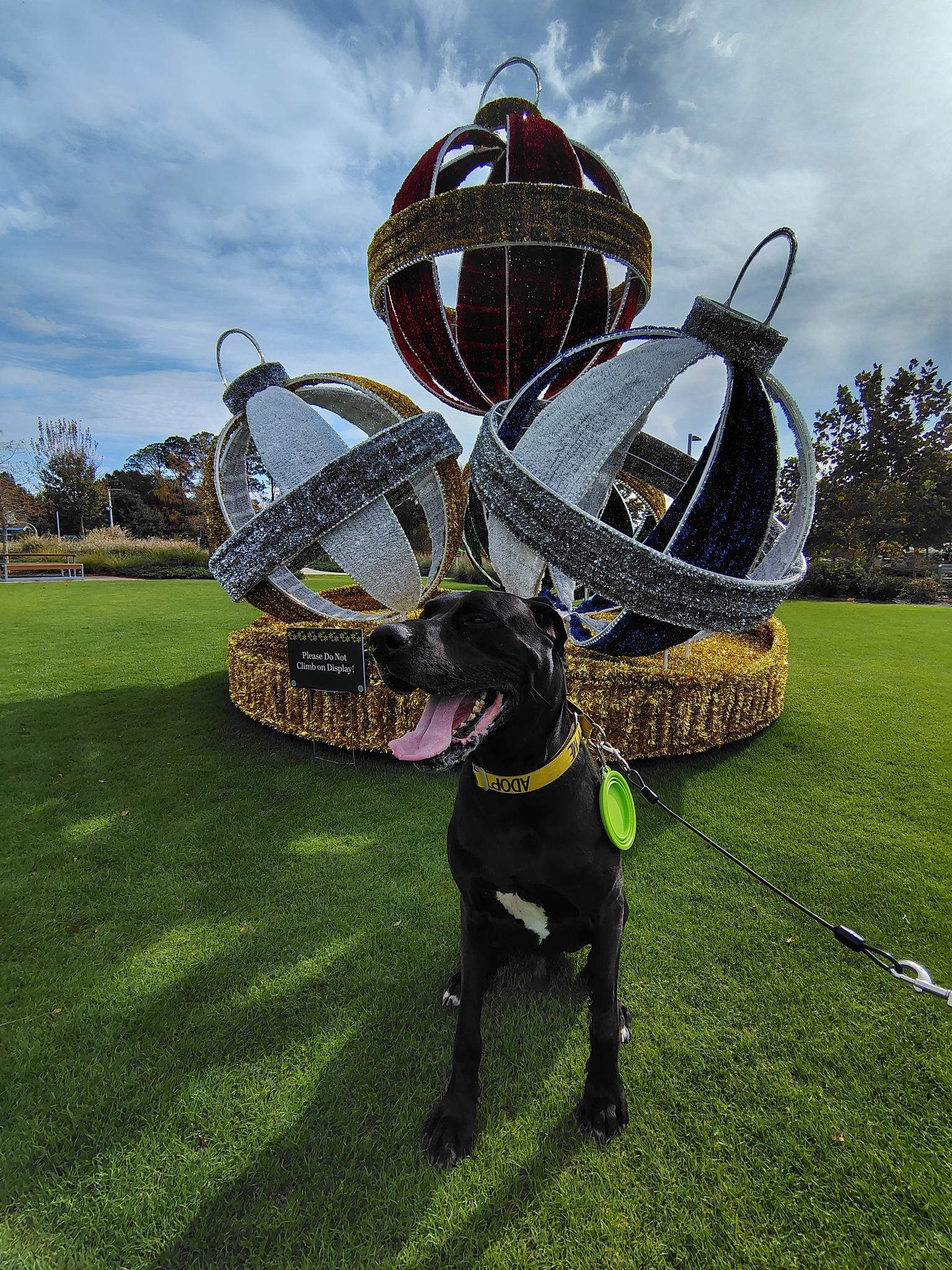 Bane, an adoptable Great Dane in Pensacola, FL image 2/5