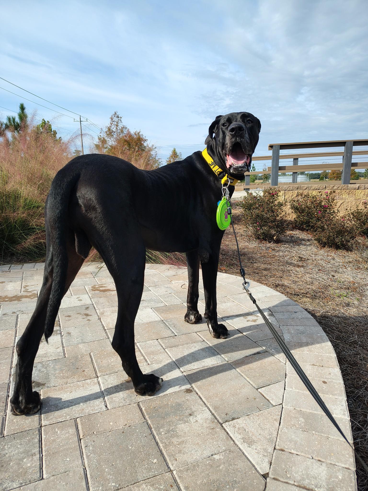 Bane, an adoptable Great Dane in Pensacola, FL image 4/5