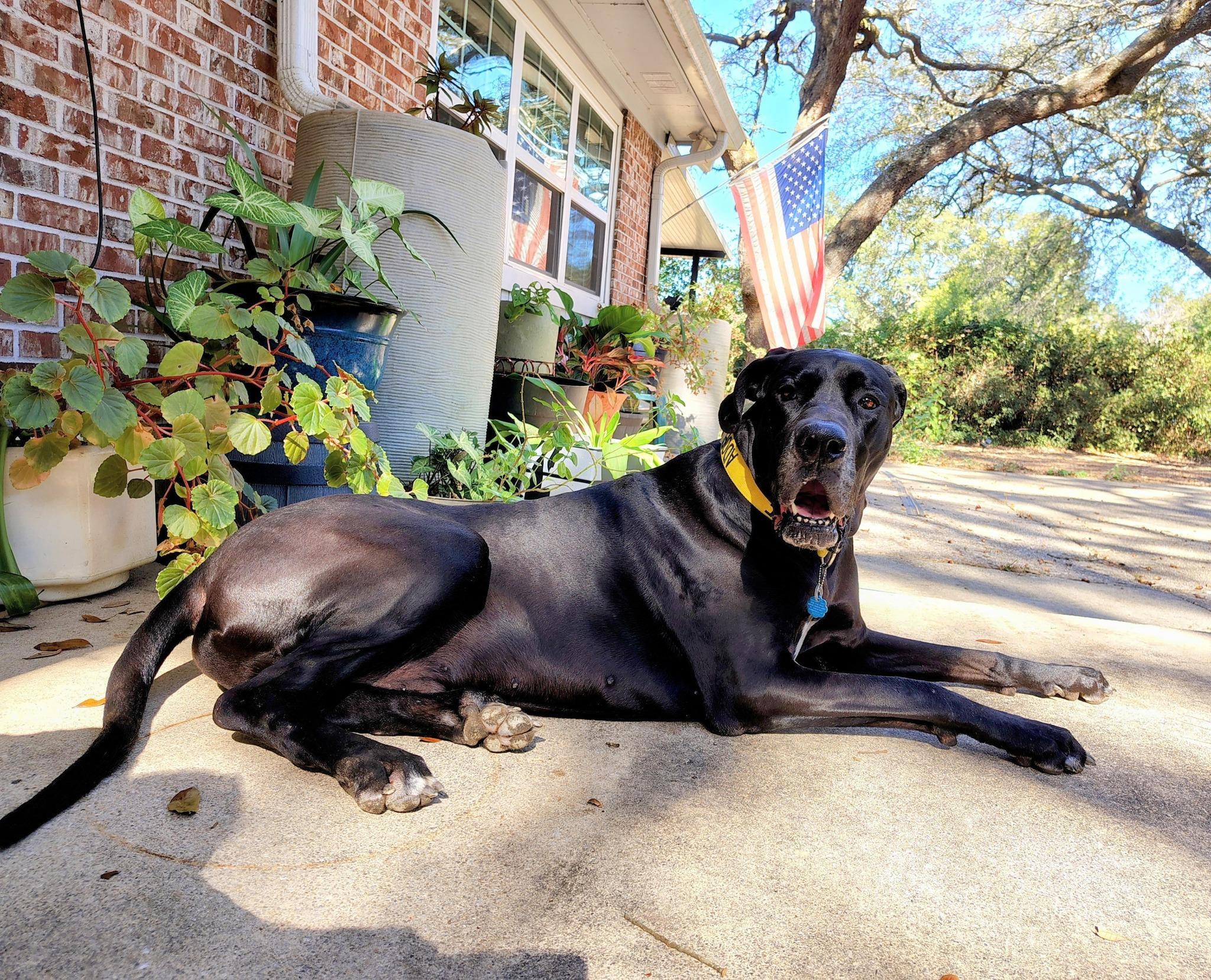 Bane, an adoptable Great Dane in Pensacola, FL image 3/5