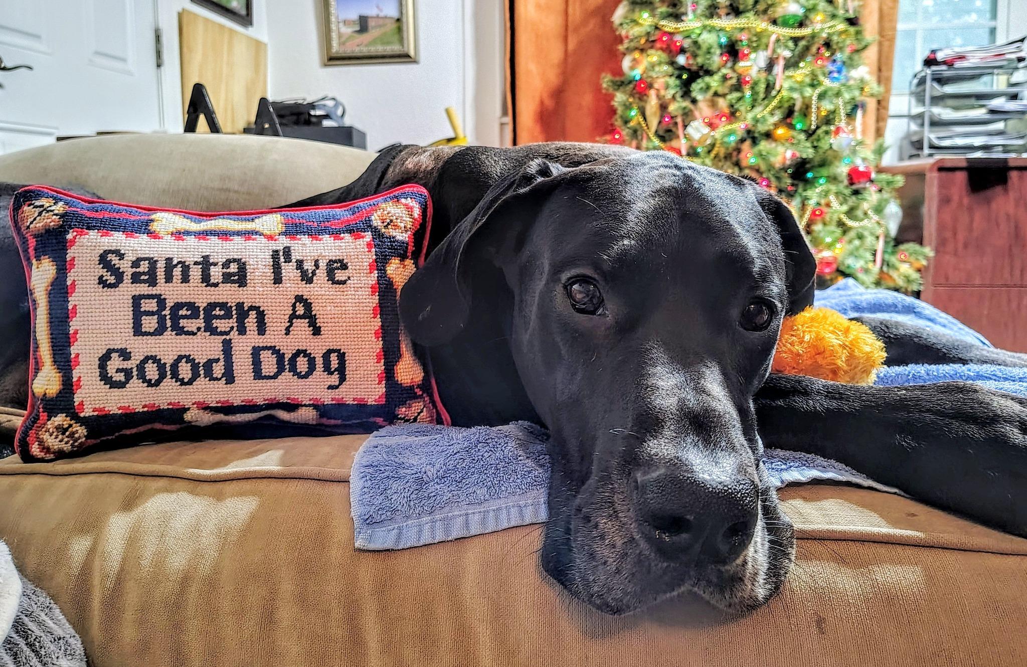 Bane, adoptable, Adult Male Great Dane.