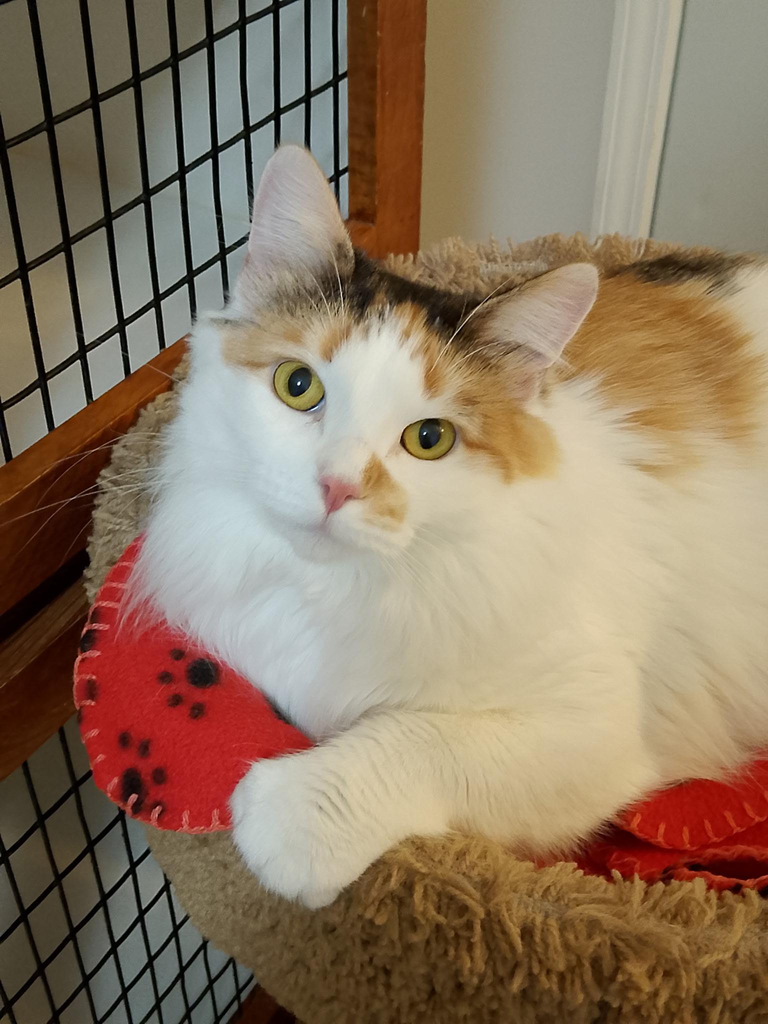 Fluffy, ADOPTABLE, Young Female Domestic Medium Hair.