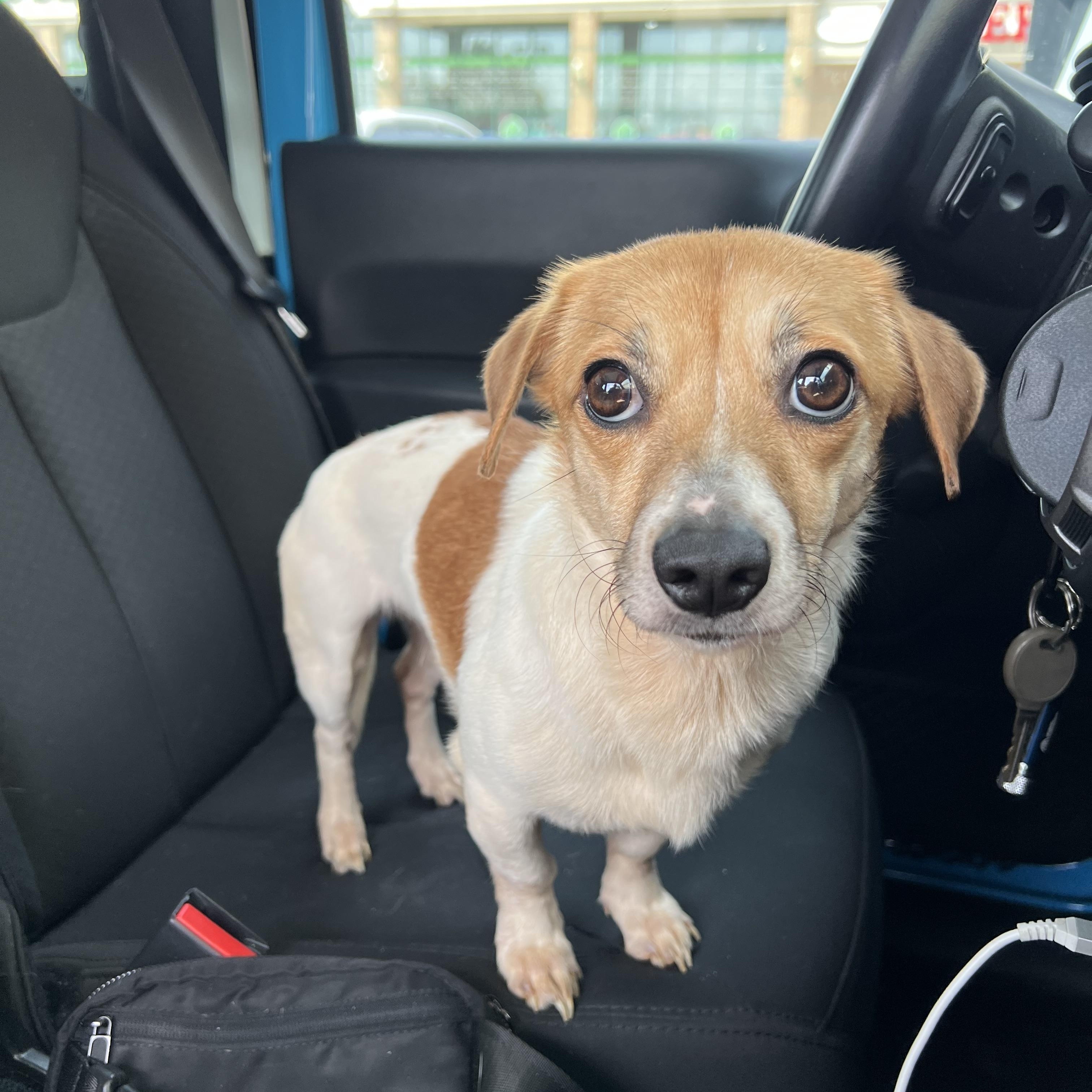 Keto, adopted, Adult Female Chihuahua & Dachshund.