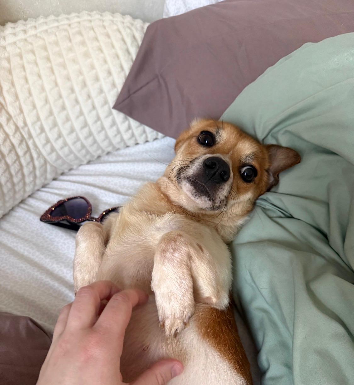 Enlarge Keto, an adopted mixed breed in Armada, MI image 3/4