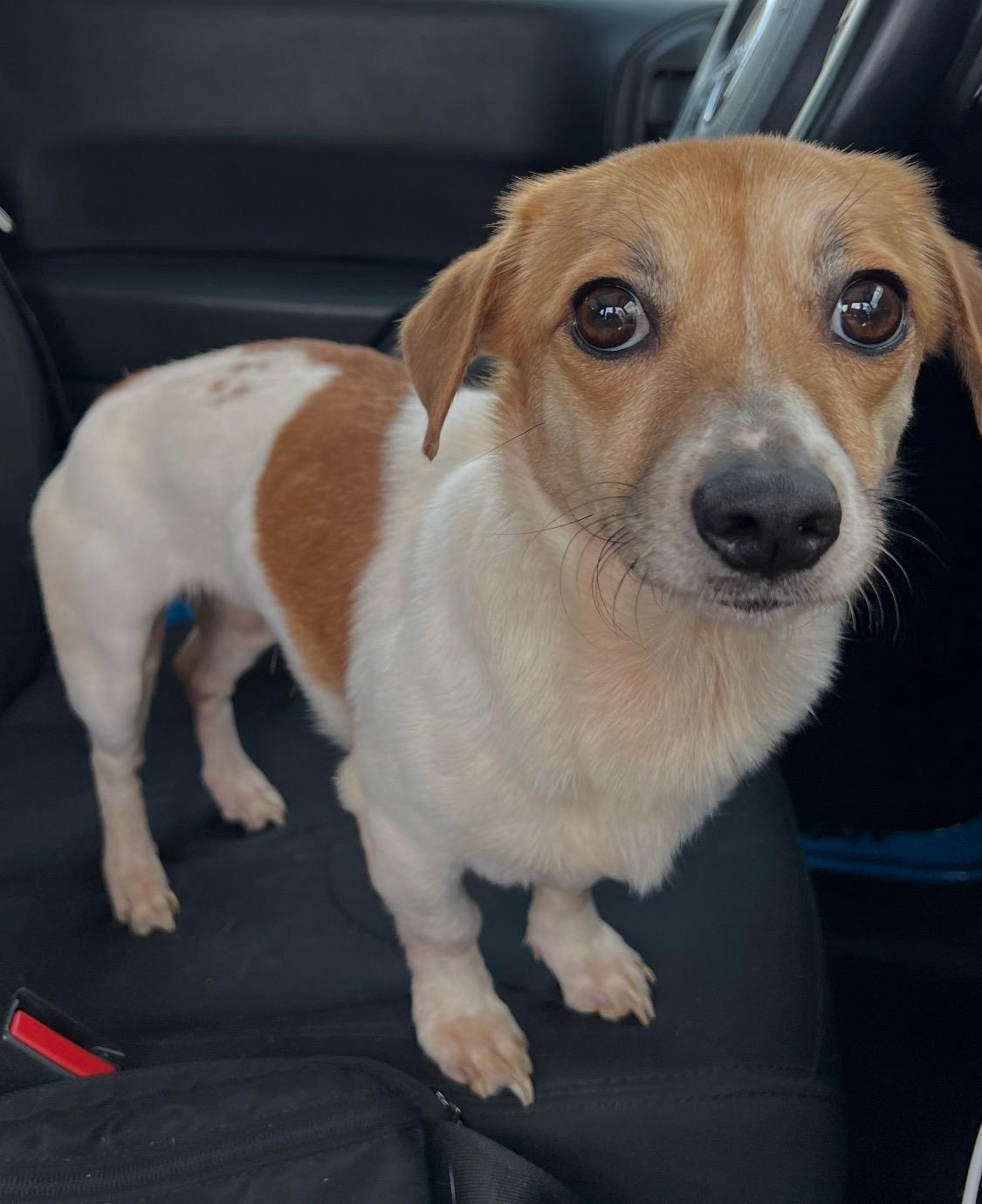 Enlarge Keto, an adopted mixed breed in Armada, MI image 4/4