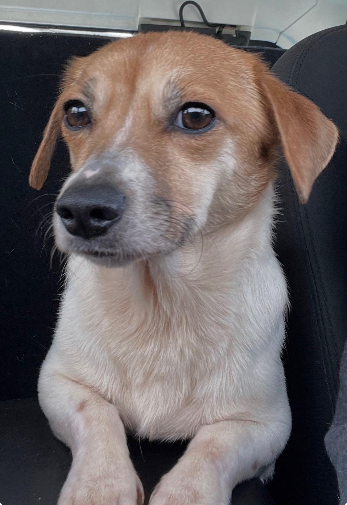 Enlarge Keto, an adopted mixed breed in Armada, MI image 2/4