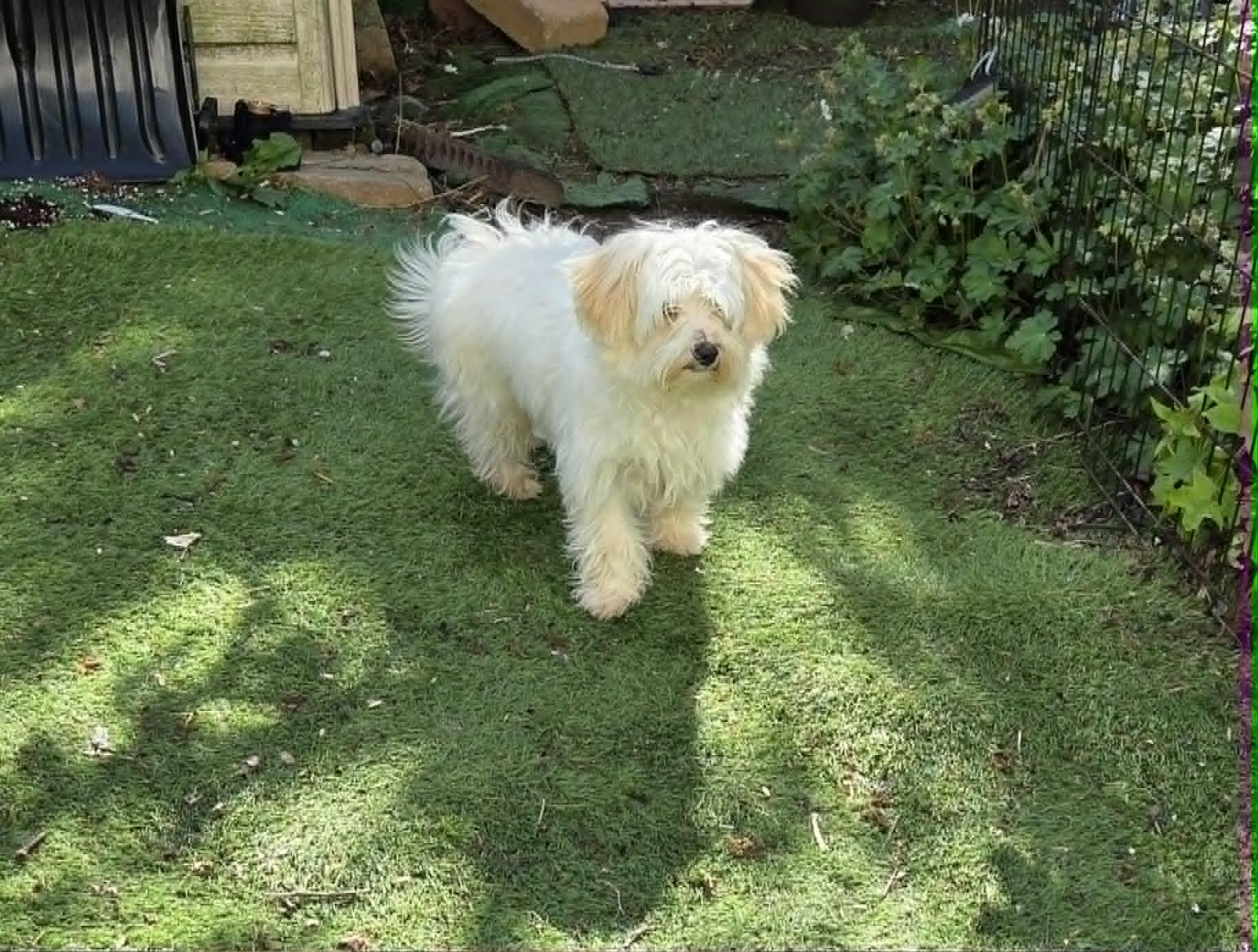 Winston, Adoptable, Puppy Male Maltese.