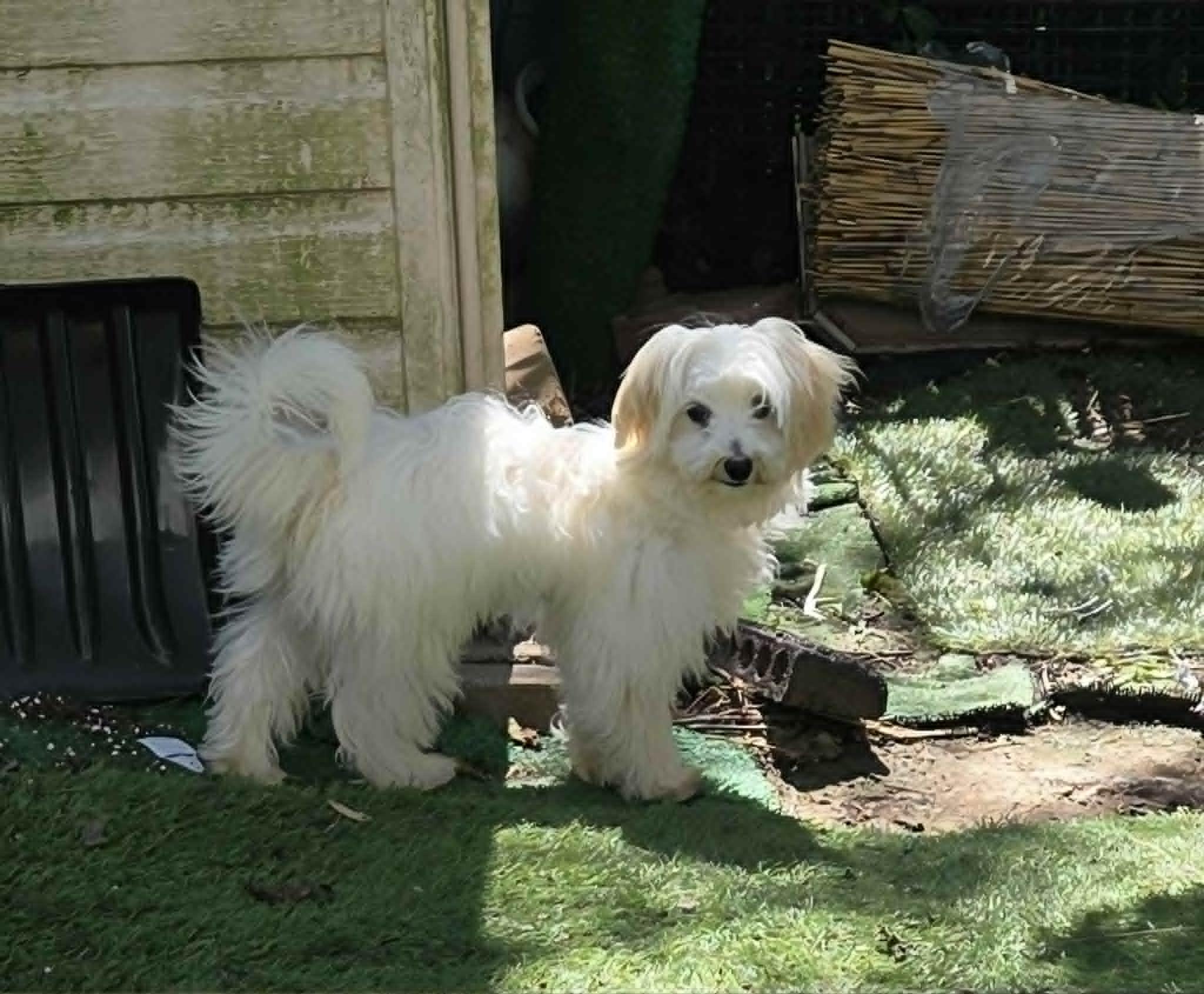 Enlarge Winston, a Adoptable Maltese in Havertown, PA image 2/6