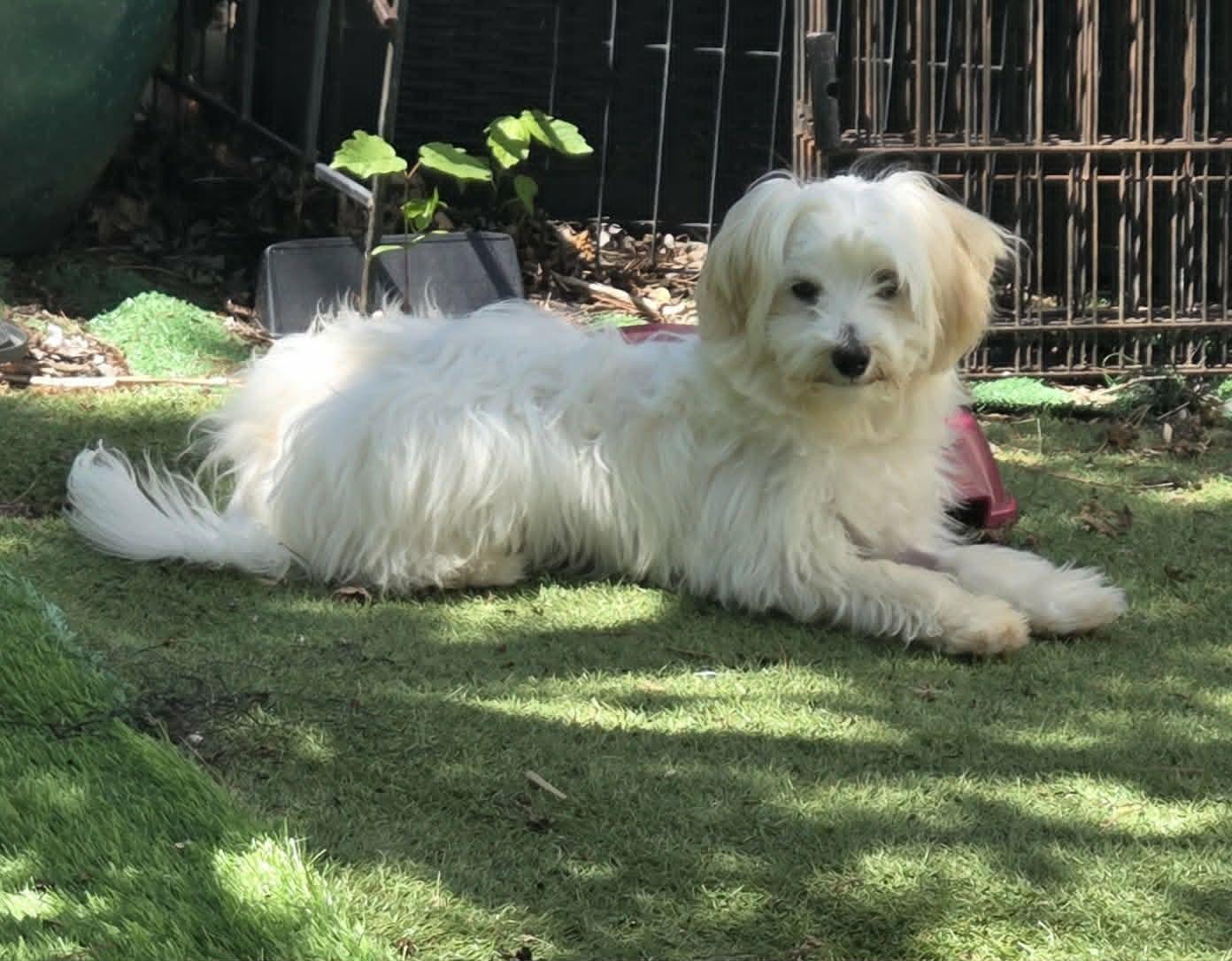 Enlarge Winston, a Adoptable Maltese in Havertown, PA image 3/6