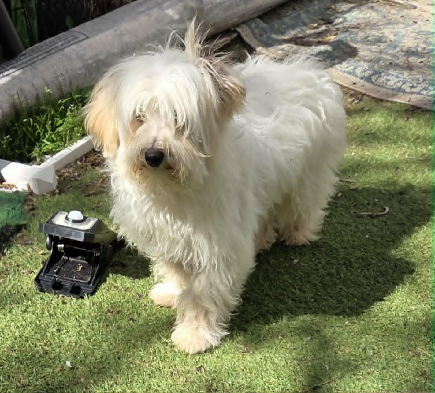 Enlarge Winston, a Adoptable Maltese in Havertown, PA image 4/6